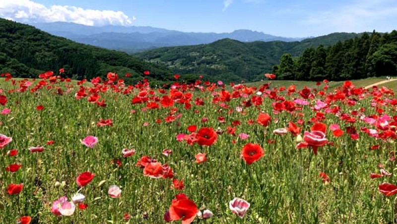 お花