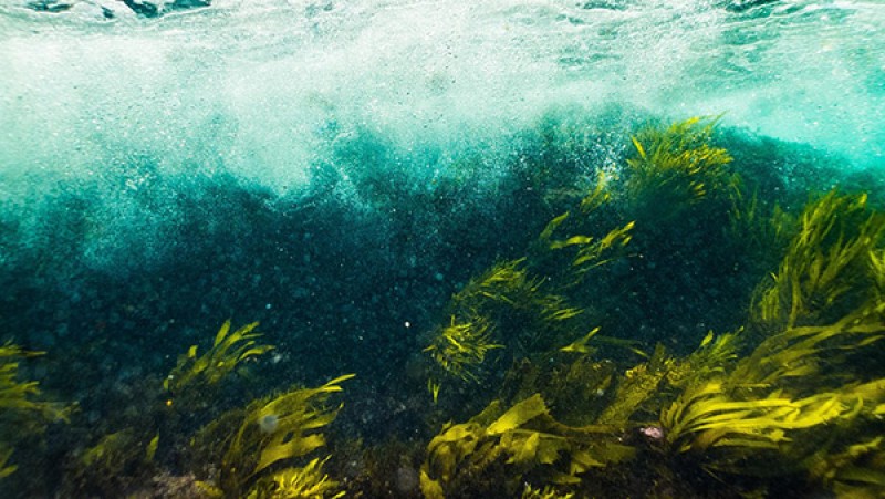 海中