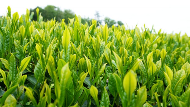 茶葉