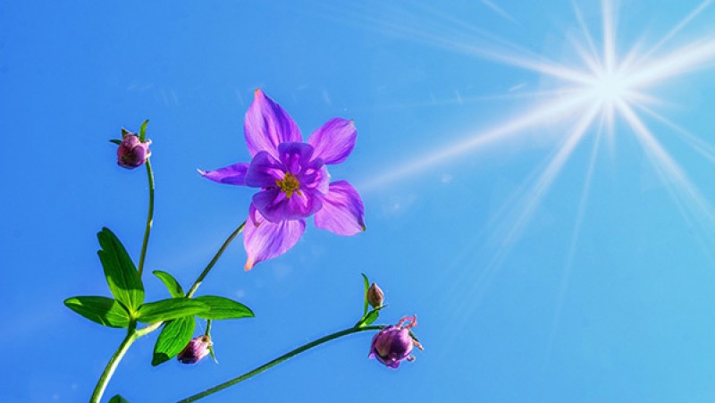 花